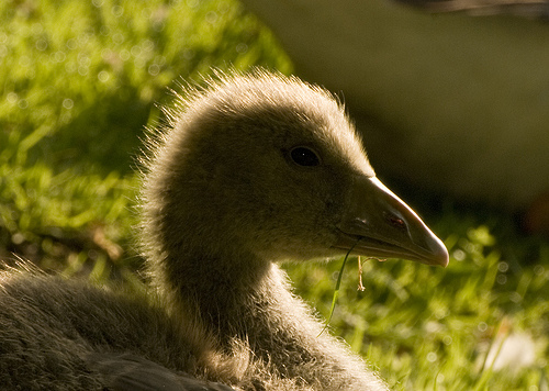 baby goose 